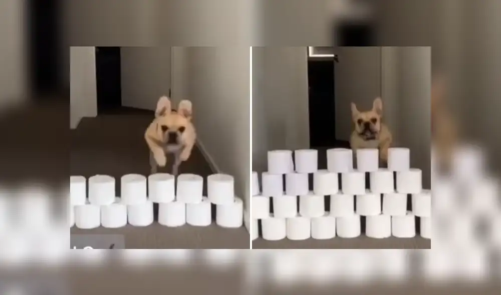 A través de YouTube se hizo viral el curioso reto al que un joven sometió a su perro.