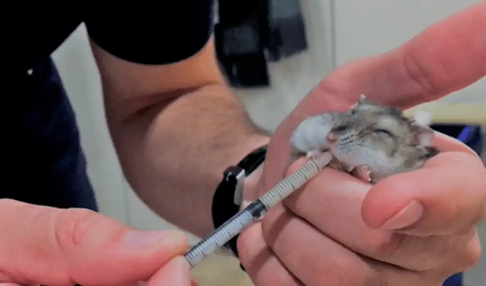 Sus dueños lo daban por perdido, pero veterinarios le salvan la vida enyesándole la patita [FOTOS]