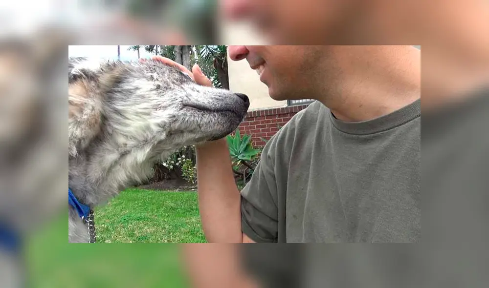 Desliza para ver las fotos de este perro que enamoró a todos en Facebook. Foto: Captura. Desliza para ver las fotos de este perro que enamoró a todos en Facebook. Foto: Captura.