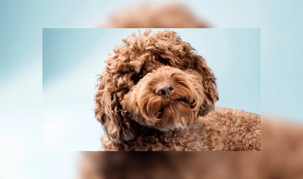 El creador del perro labradoodle lamenta la mezcla de razas que hizo. Foto: Difusión. El creador del perro labradoodle lamenta la mezcla de razas que hizo. Foto: Difusión.