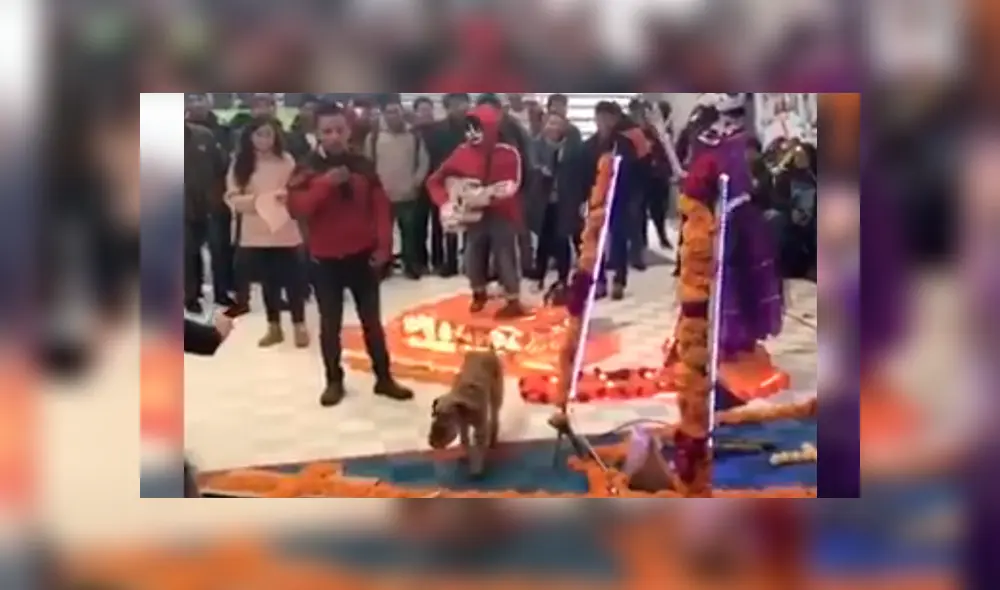 El can se infiltró en una exposición de altares de muertos y protagonizó un peculiar incidente que ha desatado miles de carcajadas en YouTube