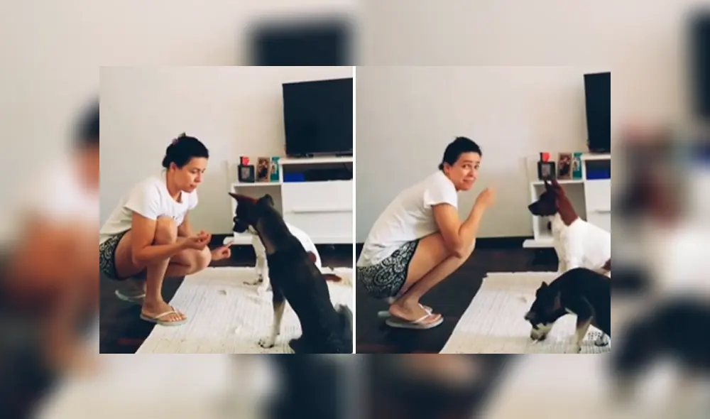 Desliza las imágenes para conocer la destreza de dos perros para comunicarse con su dueña de forma sencilla. Desliza las imágenes para conocer la destreza de dos perros para comunicarse con su dueña de forma sencilla.