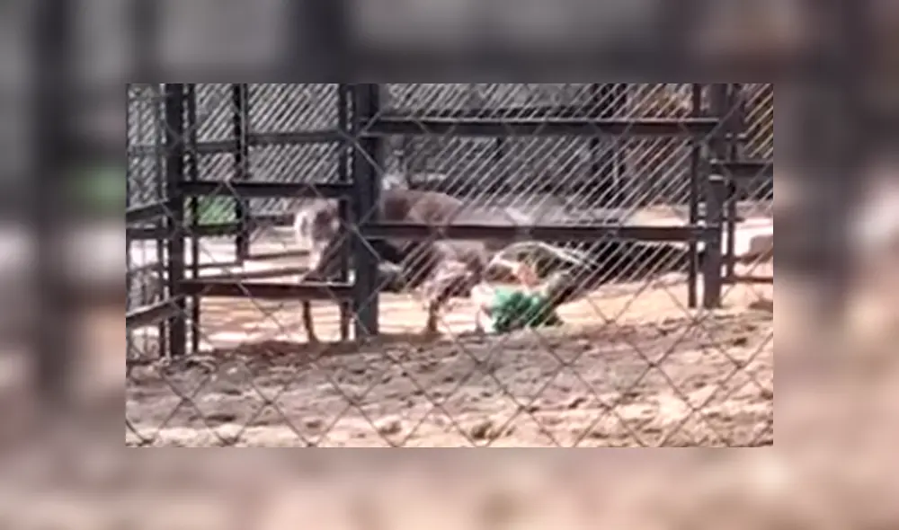 Hombre entra a recinto de ciervo para alimentarlo, sin imaginar que antílope lo atacaría [VIDEO] 