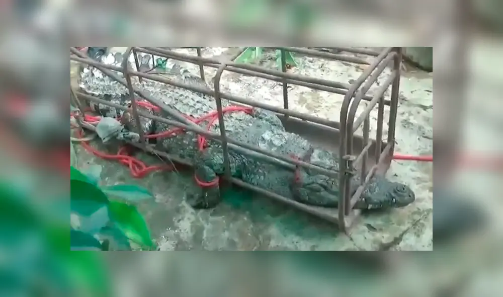 Un video viral de YouTube muestra la captura de un gigantesco cocodrilo en Tailandia. Un video viral de YouTube muestra la captura de un gigantesco cocodrilo en Tailandia.