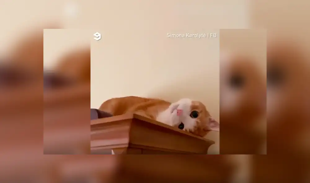 Desliza a la izquierda para conocer el nuevo viral de YouTube que ha causado ternura en los usuarios. Foto: Captura. Desliza a la izquierda para conocer el nuevo viral de YouTube que ha causado ternura en los usuarios. Foto: Captura.