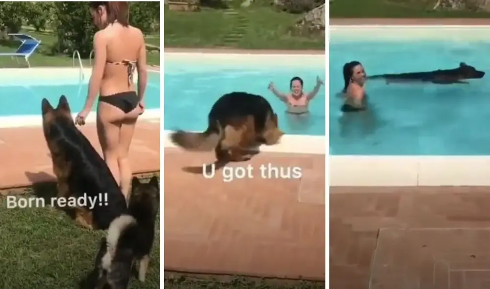 Tras dar algunos rodeos, el perrito se decidió a saltar. Foto: captura de TikTok.