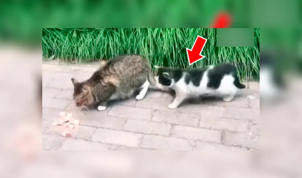 Gato intenta devorar comida de su amigo, pero este le da gran lección con graciosa reacción [VIDEO]