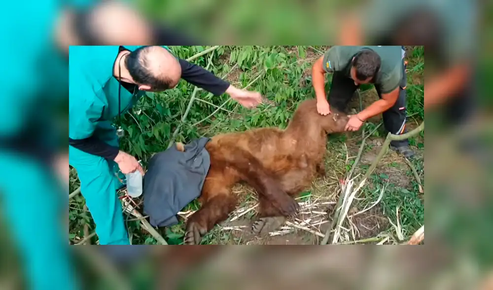 Desliza la imagen compartida para verlas todas. Foto: ARCTUROS/CaterClips/YouTube Desliza la imagen compartida para verlas todas. Foto: ARCTUROS/CaterClips/YouTube