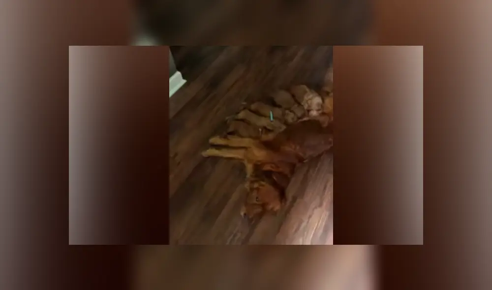 Desliza hacia la izquierda para ver la tierna escena del video viral de Facebook. Desliza hacia la izquierda para ver la tierna escena del video viral de Facebook.