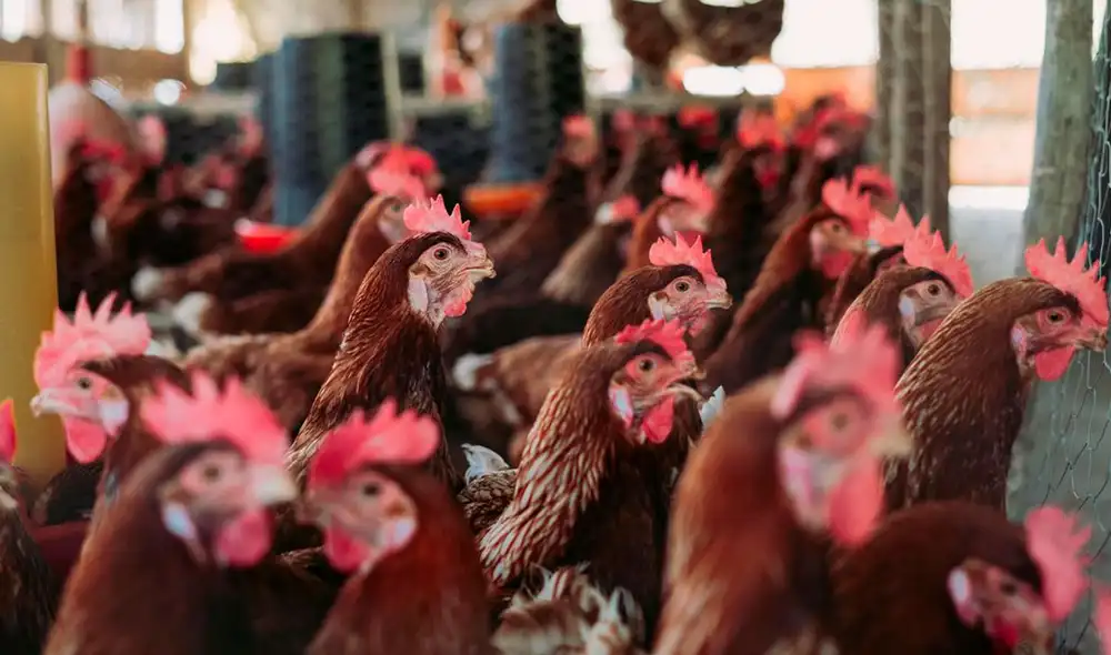 El ave afectada corresponde a un pelícano y se suma a otra ya confirmado en la región de Arica y Parinacota. Foto: La Tercera