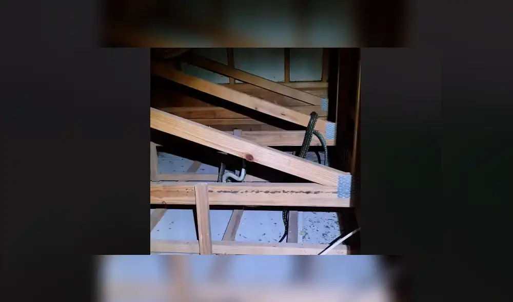 Un residente de Australia encontró a dos enormes serpiente peleando brutalmente dentro de su vivienda. Un residente de Australia encontró a dos enormes serpiente peleando brutalmente dentro de su vivienda.