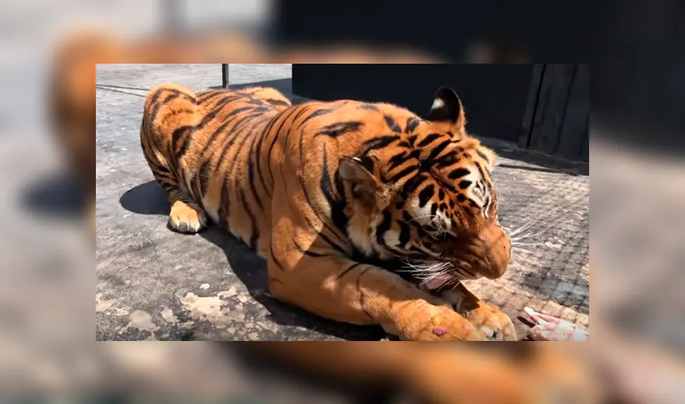 Feroz tigre tuvo violenta reacción con el hombre que lo cuidó de bebé.