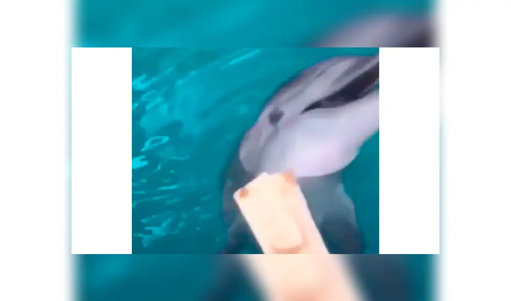 Facebook viral delfín Facebook viral delfín