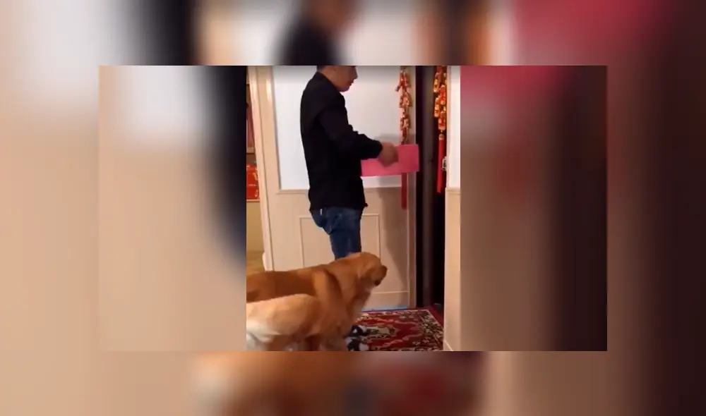 Facebook viral: perrita sufre y ruega a su dueño que no le quite a sus crías [VIDEO]  