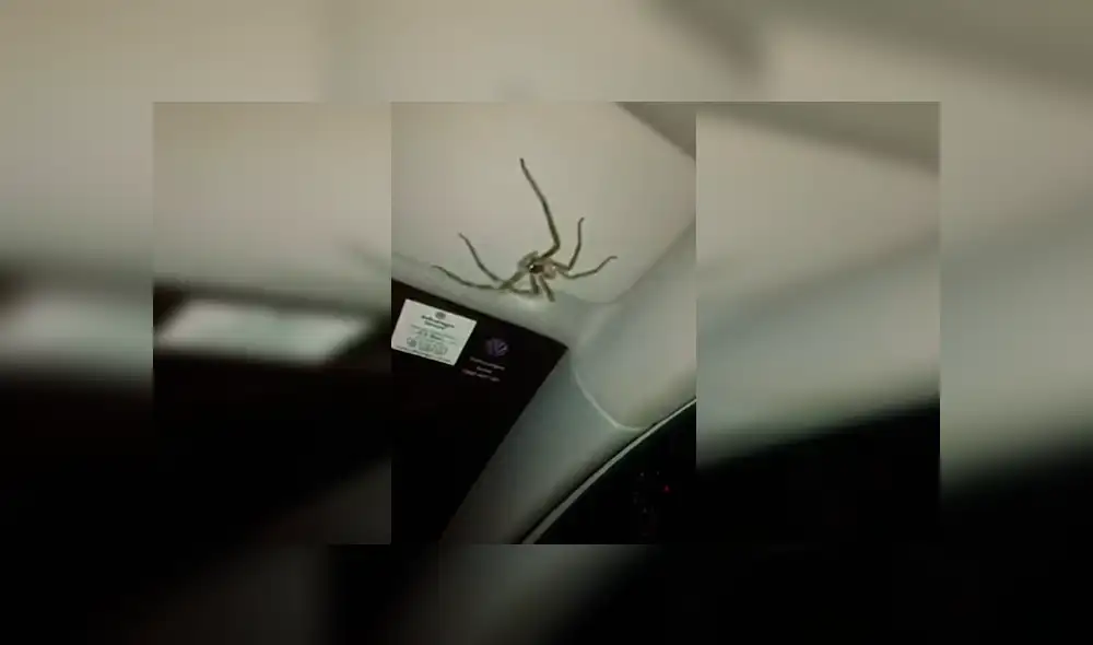 YouTube: halló enorme araña en su auto y siguió conduciendo como si no hubiese pasado nada [VIDEO]