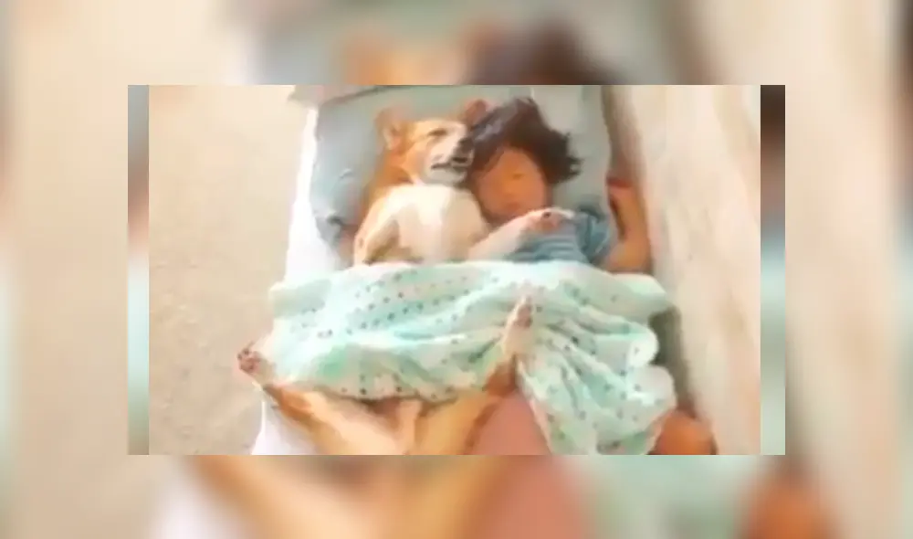 Desliza las imágenes hacia la izquierda para apreciar la emotiva escena entre una niña junto a su perro. Desliza las imágenes hacia la izquierda para apreciar la emotiva escena entre una niña junto a su perro.