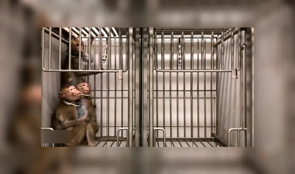 Monos colgados por el cuello y gatos con 13 extracciones de sangre: laboratorio de terroríficos experimentos [FOTOS] 