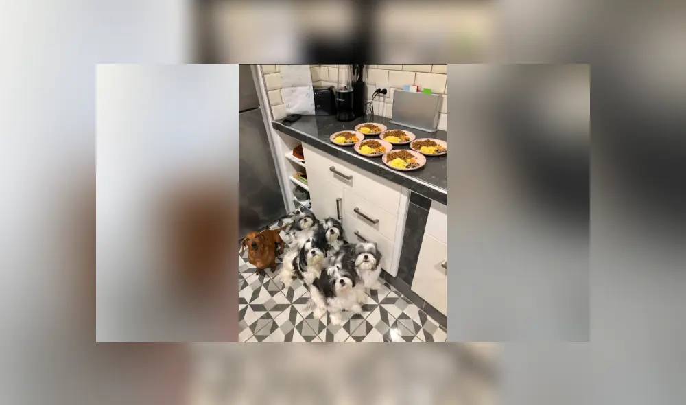 Desliza a la izquierda para ver más imágenes de estos obedientes cachorros que son virales en Facebook. Desliza a la izquierda para ver más imágenes de estos obedientes cachorros que son virales en Facebook.