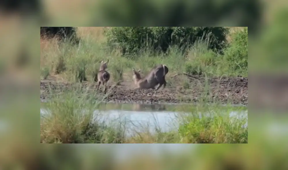 YouTube viral: Hambriento cocodrilo atrapa a un antílope en feroz batalla y lo deja lisiado [VIDEO] 
