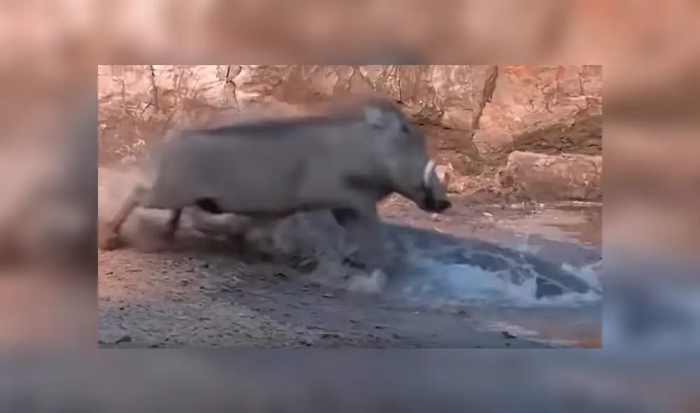 YouTube viral: sediento jabalí acudió a lago para beber agua y se encontró con feroz cocodrilo [VIDEO]