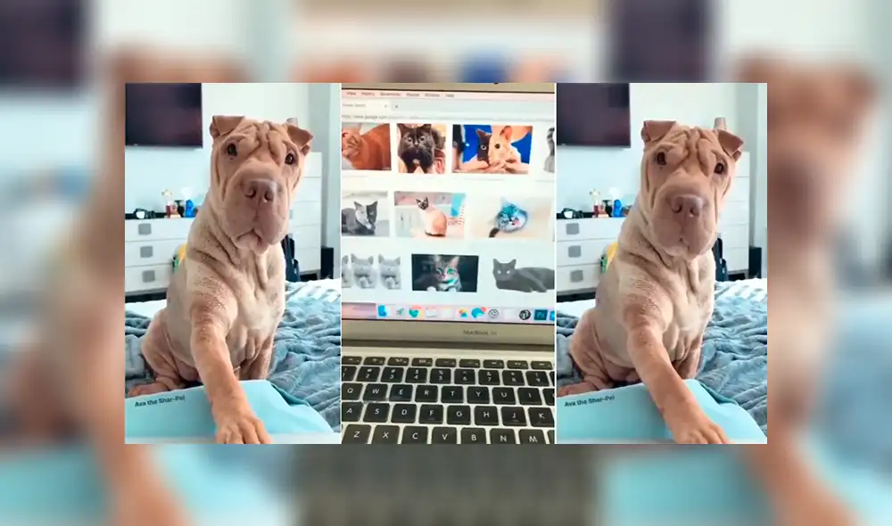 Facebook: Estaba viendo fotos de gatos y provoca inesperada reacción en su perro [VIDEO]