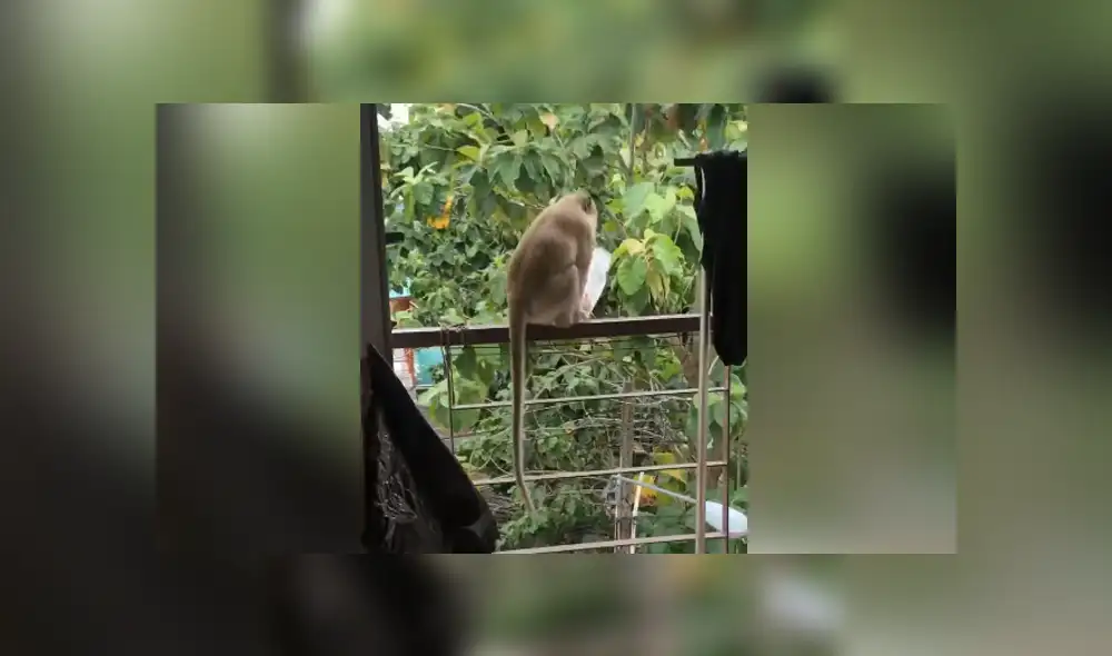 Una familia capta el momento en que un mono ingresa a su casa y les roba comida de la cocina. Foto: YouTube