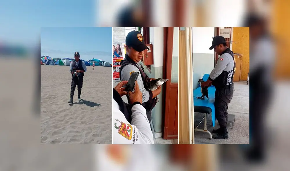 Serenos lo llevaron de la playa Los Hornos a un centro de salud y después al bosque municipal de Tacna. Serenos lo llevaron de la playa Los Hornos a un centro de salud y después al bosque municipal de Tacna.