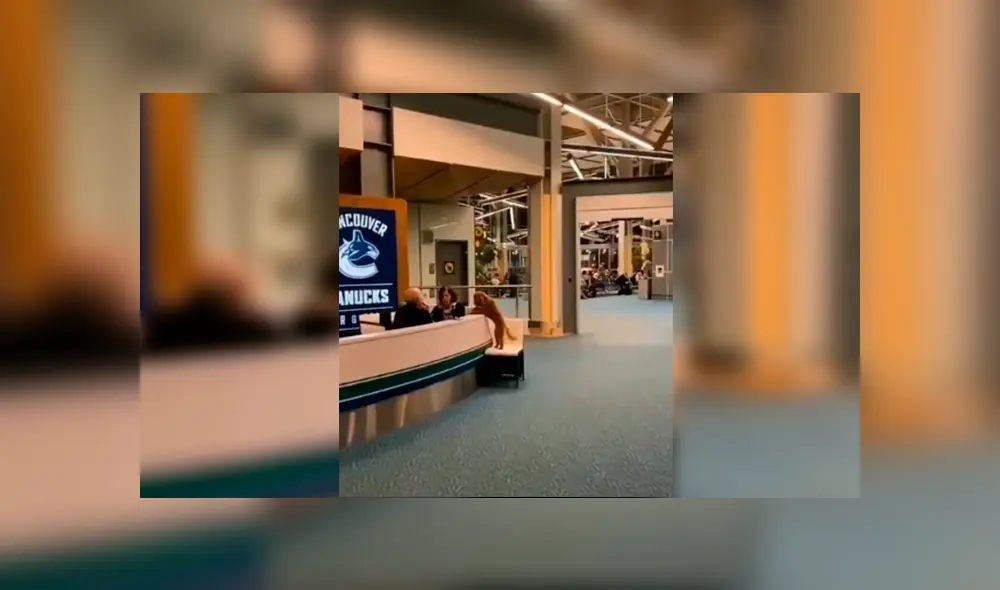 En Facebook, un perro cautivó con su comportamiento al pedir unas amorosas caricias a una trabajadora. En Facebook, un perro cautivó con su comportamiento al pedir unas amorosas caricias a una trabajadora.