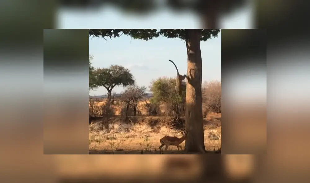 Distraído ciervo come pasto, sin imaginar que del árbol caería una enorme criatura para atacarlo [VIDEO] 