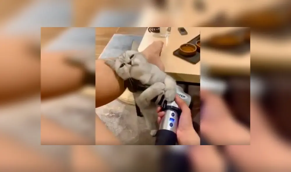 En Facebook, un gato se percata que su dueña utilizaba una máquina de masajes y tiene curiosa reacción. En Facebook, un gato se percata que su dueña utilizaba una máquina de masajes y tiene curiosa reacción.