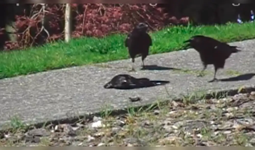 YouTube: cuervo 'enamorado' protege a su amada y se vuelve viral [VIDEO]