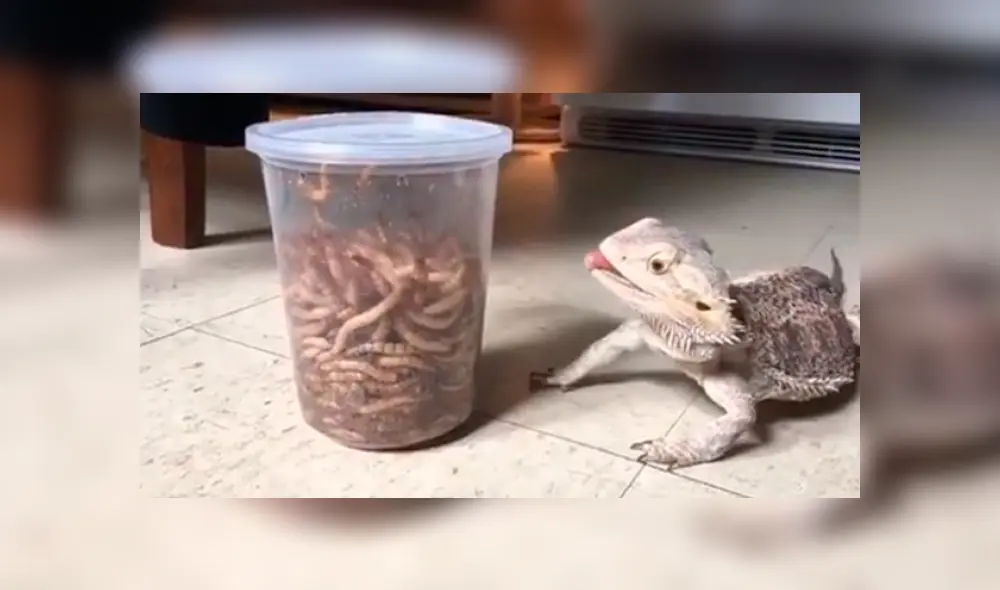 YouTube viral: lagartija se topa con frasco repleto de gusanos y tiene inusual reacción