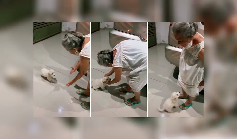 Desliza las imágenes para apreciar la emotiva despedida entre una anciana con su pequeña mascota. Desliza las imágenes para apreciar la emotiva despedida entre una anciana con su pequeña mascota.