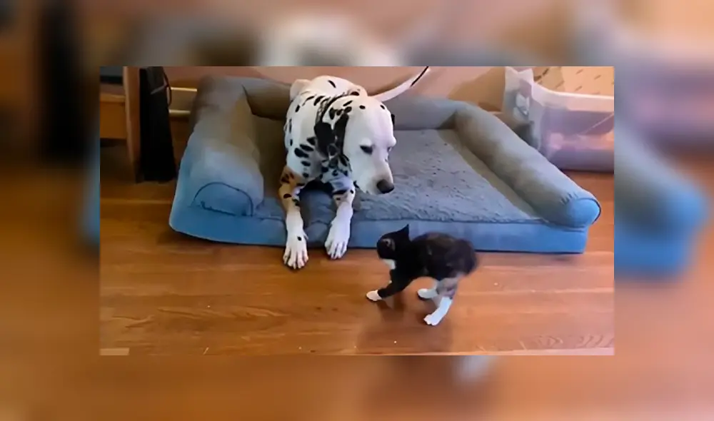 Desliza las imágenes para ver la singular escena que protagonizaron estos curiosos animales domésticos. Fotocaptura: Rumble Viral/YT Desliza las imágenes para ver la singular escena que protagonizaron estos curiosos animales domésticos. Fotocaptura: Rumble Viral/YT