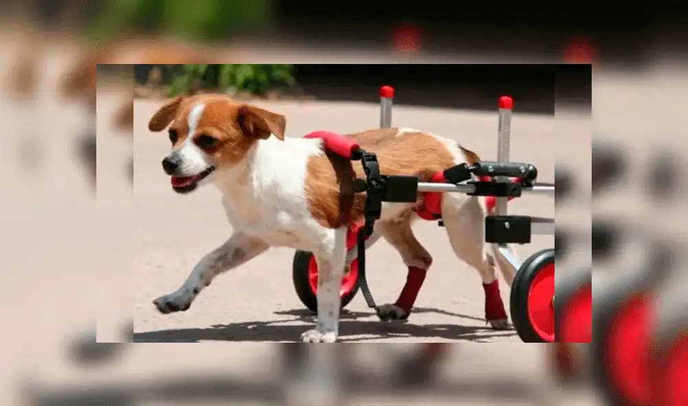 Veterinario de 90 años fabrica sillas de ruedas para ayudar a mascotas