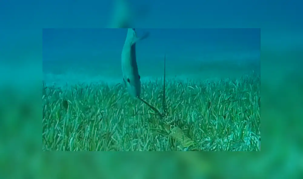 El pez no puede penetrar la defensa de las langostas, pero ve una oportunidad para saciar su hambre a pocos metros. Foto: BBC Earth El pez no puede penetrar la defensa de las langostas, pero ve una oportunidad para saciar su hambre a pocos metros. Foto: BBC Earth