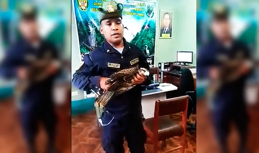 Ave se encontraba por inmediaciones del mercado de la ciudad. Ave se encontraba por inmediaciones del mercado de la ciudad.