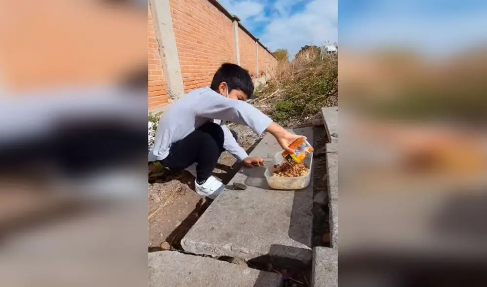 Desliza las imágenes para apreciar la amorosa labor de un pequeño al ayudar a los gatos que viven en la calle. Foto: Captura de Facebook