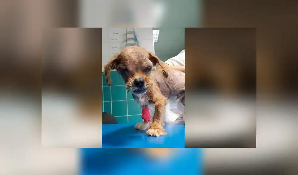 Facebook viral: mujer rescata a perro, le cura sus heridas y ahora tiene un cambio radical [FOTOS]