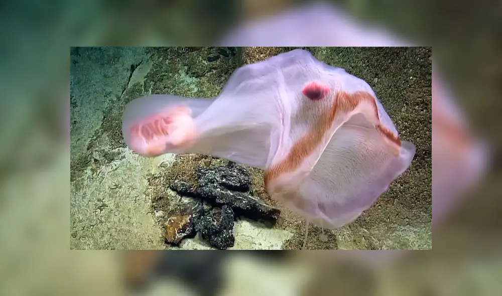Investigadores de Estados Unidos compartieron en YouTube el video viral de la extraña criatura que adopta aterradoras apariencias.