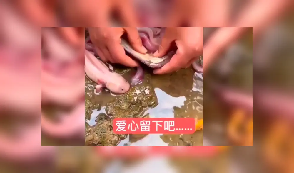 YouTube viral: navega misterioso lago y se topa con nido de criaturas acuáticas que cuidaban un ‘tesoro’ YouTube viral: navega misterioso lago y se topa con nido de criaturas acuáticas que cuidaban un ‘tesoro’