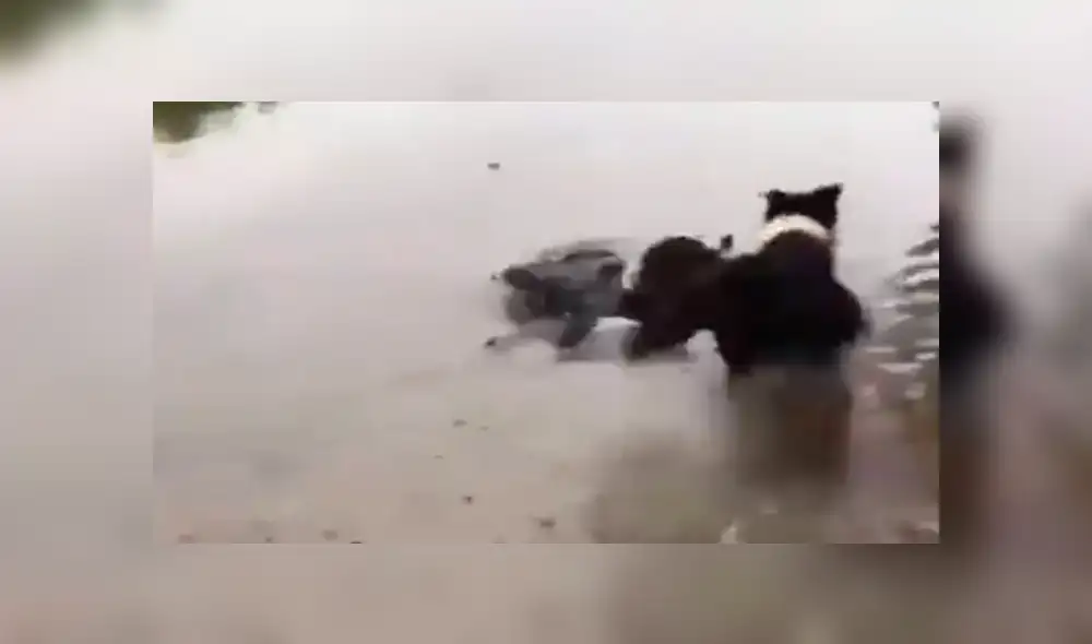Facebook viral: encuentra su perro 'muerto ahogado' en el río, pero descubre la verdad [VIDEO]