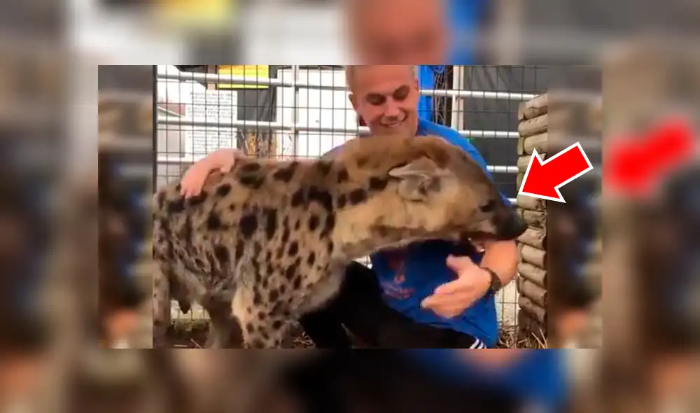Facebook viral: joven tiene conmovedor reencuentro con feroz hiena que cuidó cuando era un bebé [VIDEO]
