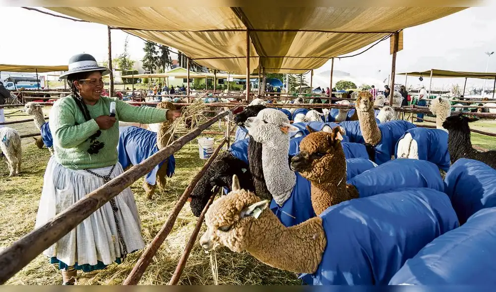 Alpaca Fiesta 2018: una ventana de oportunidades 