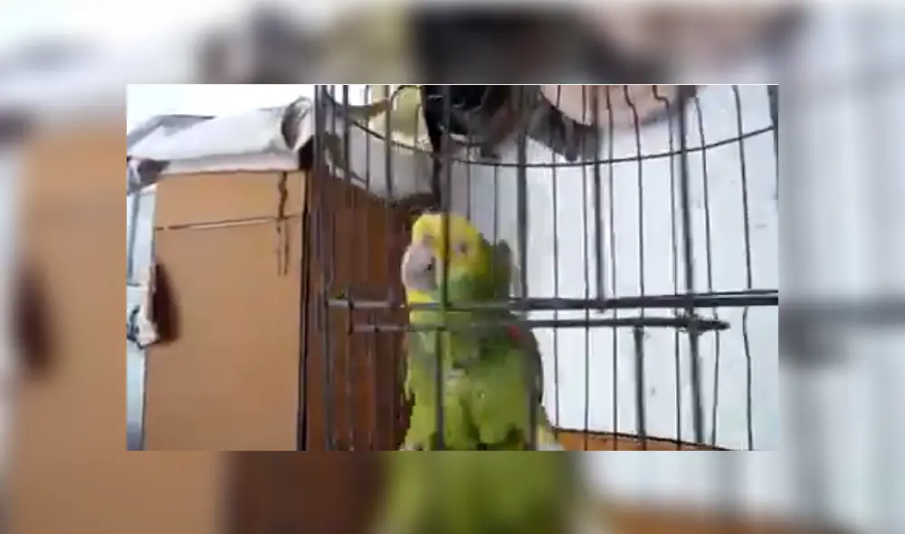 Desliza para ver los detalles de este gracioso video viral de Facebook. Foto: Captura. Desliza para ver los detalles de este gracioso video viral de Facebook. Foto: Captura.