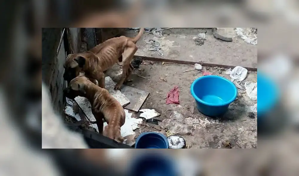 Perros se encuentran desnutridos por abandono de su dueño [VIDEO]