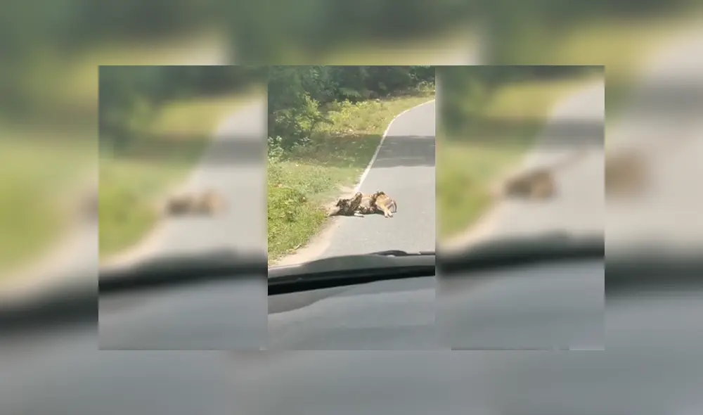 Desliza para ver el desenlace de este video viral de YouTube. Foto: Captura. Desliza para ver el desenlace de este video viral de YouTube. Foto: Captura.