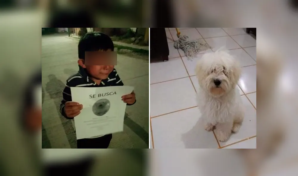 A través de Facebook se hizo viral la historia de un niño, quien no para de buscar a 'Ryder', su perro extraviado.