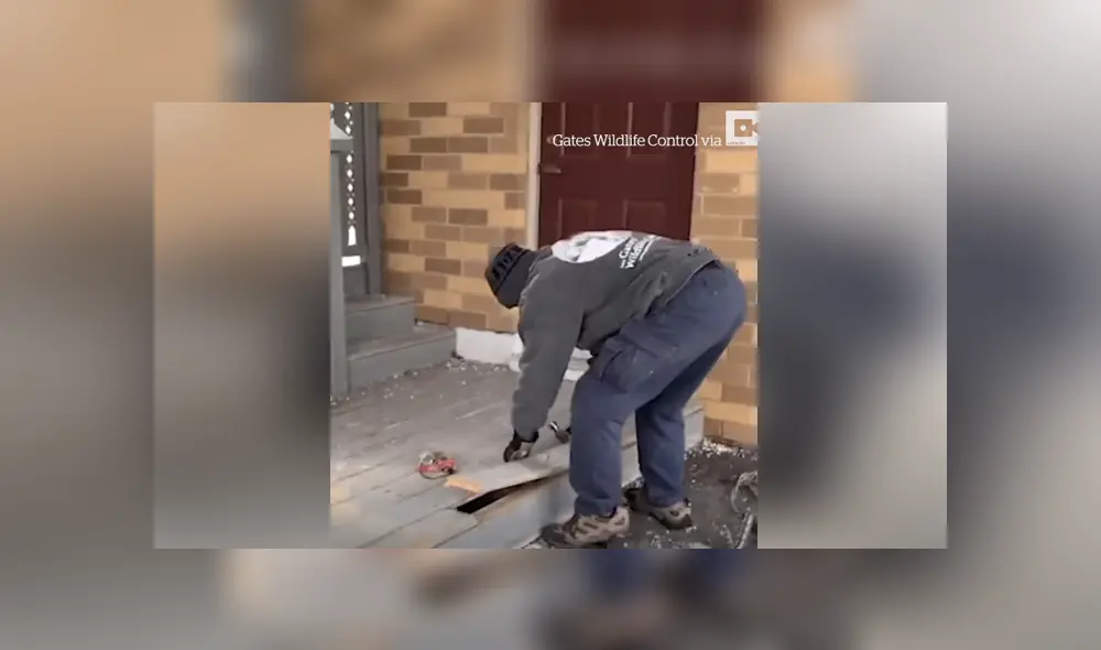 Un hombre rescató a siete zorros bebés que habían sido abandonados. Foto: Facebook. Un hombre rescató a siete zorros bebés que habían sido abandonados. Foto: Facebook.