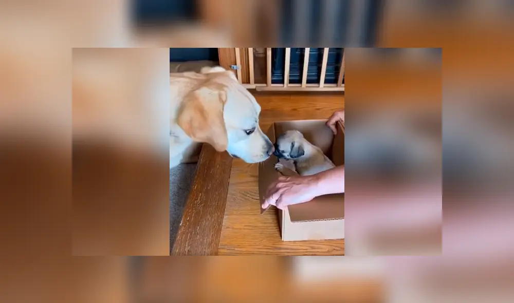 Desliza las imágenes para apreciar el tierno comportamiento de un perro al conocer por primera vez a su ‘compañero’. Foto: Captura.